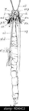 . L'histoire naturelle de Cambridge. Zoologie. J'ai canal alimentaire toujours enceinte, contient euil)r)-oa de différents âges, et liirtlis^ tous probablement lieu au long de l'année. Dans toutes les espèces d'Pcrijyttn.-je les jeunes sont complètement formée à la naissance, et diffèrent des adultes uniquement dans la taille et la couleur. AXATOMY le canal alimentaire (Fig. 8). La cavité buccale, comme expliqué, aliove est une forma- tion secondaire autour de la vraie bouche, qui est à son extrémité postérieure dorsale Il contient la langue et les mâchoires, qui ont déjà été. Fig. 8.-ccqjensis Peripatus disséqué de façon à montrer canal alimentaire^, sli Banque D'Images