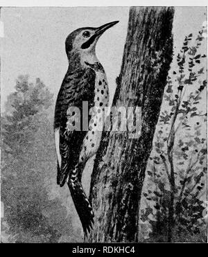 . Les oiseaux de l'Illinois et du Wisconsin. Les oiseaux ; les oiseaux. 520 Field Museum of Natural History-Zoologie, Tome IX. I. Le Pic flamboyant. Femelle adulte : semblable, mais n'ont pas les traînées noires sur les joues. Les oiseaux immatures sont similaires, mais souvent plus de rouge sur la tête. Longueur, 12,50 ; Wing, 6,10, 4,50 ; la queue ; le projet de loi, 1.40. Un résident d'été abondants en Illinois et au Wisconsin, la plupart arrivant tôt en avril et le reste avec nous jusqu'en octobre. Un peu de rester dans le nord de l'Illinois tout l'hiver, et c'est commun dans win- ter dans la partie sud de l'état. Les spécimens sont prises à l'occasion avoir l'indochine Banque D'Images