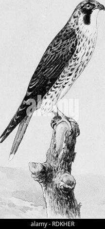 . Les oiseaux de l'Illinois et du Wisconsin. Les oiseaux ; les oiseaux. Jan., igog. Les oiseaux de l'Illinois et du Wisconsin-Cory. 479. Duck Hawk. Le nid est placé sur les falaises ou dans des dépressions dans les branches des grands arbres. Il a également été connue sur le terrain. Les nids trouvés près de Mt. Carmel ont été placés dans des cavités dans les tops des très grands sycomores. Les oeufs sont de deux à quatre, rarement cinq. Ils sont d'un blanc, lavé et blotched avec différentes nuances de brun, et mesure environ 2,20 X 1,70 pouces. Sous-genre TINNUNCULUS Vieill. 170. Falco columbarius Linn. Hawk Pigeon. Distr. : Amérique du Nord, Antilles, au sud de Banque D'Images