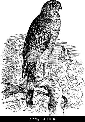 . Les oiseaux de l'Illinois et du Wisconsin. Les oiseaux ; les oiseaux. 4s6 Field Museum op Histoire naturelle - zoologie, Tome IX. Dans le sud de l'Illinois il se produit plus ou moins souvent en hiver. W. W. Cooke dit : "Au cours de l'hiver 1884-1885, le Busard était abondante à Paris, 111." (l'Oiseau Migr. Mlle. Val., 1888, p. 113.) Le nid est placé sur le terrain dans les marais herbeux. Les oeufs sont généralement 4 ou 5, blanc mat ou teinté légèrement bleuâtre ou verdâtre, et mesure environ 1,85 x 1,45 pouces. Le Field Museum collection contient des séries d'œufs de cette espèce prises entre le 14 mai et le 15 juin. Bien que la majo Banque D'Images