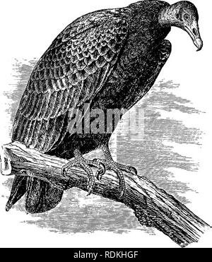 . Les oiseaux de l'Illinois et du Wisconsin. Les oiseaux ; les oiseaux. Commander RAPTORES. Les OISEAUX DE PROIE. SARCORHAMPHI sous-ordre. Les vautours américains. CATHARTIDiE la famille. Les vautours américains. Les vautours sont des charognards. La présence d'un animal mort est souvent indiqué par nombre d'entre eux se percher dans les arbres ou encerclant lentement à propos dans son voisinage. Sauf pendant la saison de nidification, ils sont présents dans les troupeaux. Leur sens de la vue est très vive, ce qui leur permet de distinguer des objets à de grandes distances.. Urubu. 448. Veuillez noter que ces images sont extraites de la page numérisée des images qui peuvent avoir été digitall Banque D'Images