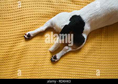 Chien Jack Russell se trouve sur le lit Banque D'Images