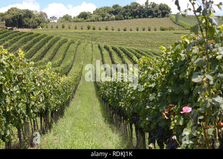 Vale dos Vinhedos, une région située dans les montagnes de l'état de Rio Grande do Sul, dans le sud du Brésil, est un important producteur de vins, jus d'un Banque D'Images