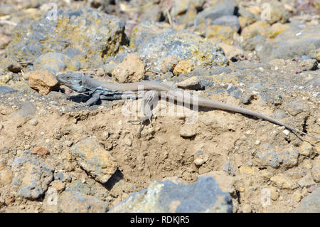 Tenerife Canaries Ouest lézard ou Kanareneidechse kanári, lézard, kanári szigeteki-gyík vagy, Gallotia galloti gyík Banque D'Images