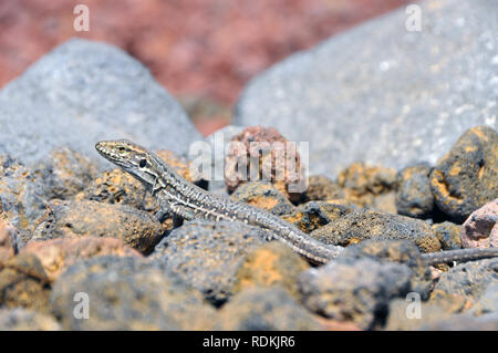 Tenerife Canaries Ouest lézard ou Kanareneidechse kanári, lézard, kanári szigeteki-gyík vagy, Gallotia galloti gyík Banque D'Images