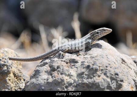 Tenerife Canaries Ouest lézard ou Kanareneidechse kanári, lézard, kanári szigeteki-gyík vagy, Gallotia galloti gyík Banque D'Images