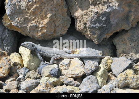 Tenerife Canaries Ouest lézard ou Kanareneidechse kanári, lézard, kanári szigeteki-gyík vagy, Gallotia galloti gyík Banque D'Images