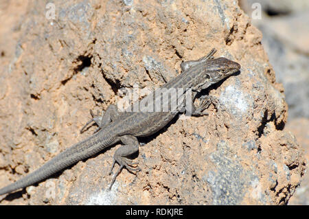 Tenerife Canaries Ouest lézard ou Kanareneidechse kanári, lézard, kanári szigeteki-gyík vagy, Gallotia galloti gyík Banque D'Images