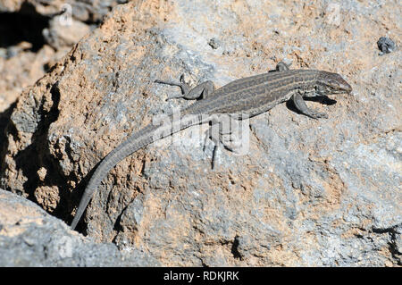 Tenerife Canaries Ouest lézard ou Kanareneidechse kanári, lézard, kanári szigeteki-gyík vagy, Gallotia galloti gyík Banque D'Images