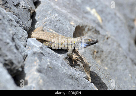 Tenerife Canaries Ouest lézard ou Kanareneidechse kanári, lézard, kanári szigeteki-gyík vagy, Gallotia galloti gyík Banque D'Images