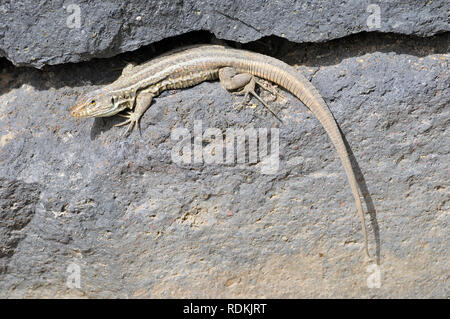 Tenerife Canaries Ouest lézard ou Kanareneidechse kanári, lézard, kanári szigeteki-gyík vagy, Gallotia galloti gyík Banque D'Images