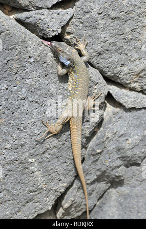 Tenerife Canaries Ouest lézard ou Kanareneidechse kanári, lézard, kanári szigeteki-gyík vagy, Gallotia galloti gyík Banque D'Images