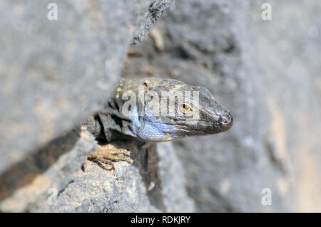 Tenerife Canaries Ouest lézard ou Kanareneidechse kanári, lézard, kanári szigeteki-gyík vagy, Gallotia galloti gyík Banque D'Images