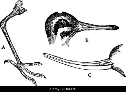 . Un manuel de zoologie à l'usage des étudiants : avec une introduction générale sur les principes de la zoologie . Zoologie. Manuel de Zoologie 48o. La langue est charnue, et l'une des extravagances des Romains au cours de la dernière période de l'Empire était d'avoir composé uniquement de plats flamands' langues. D'autres espèces se rencontrent en Amérique du Sud et en Afrique. Commander II. Grallatores.-Les oiseaux de l'ordre des Grallatores, ou cuissardes, pour la plupart, fréquentent les bords de rivières et lacs, les rives d'estuaires, les marais, la- main, et des étangs peu profonds, si certains d'entre eux garder presque exclusivement Banque D'Images