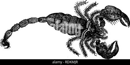 . Un manuel de zoologie à l'usage des étudiants : avec une introduction générale sur les principes de la zoologie . Zoologie. Manuel de zoologie 242. l'abdomen dans toutes les est nettement segmenté, mais n'est pas séparée de la céphalothorax par une constriction et bien marqué. Ils sont d'accord dans ce personnage avec le Adelarthrosomata ; d'où les deux sont parfois réunis au sein d'une seule commande (Arthrogastra), mais ils sont séparés par la nature des organes respiratoires, respiration par la trachée, et non par des sacs. J'ai de la famille. Scorpionidce.-Les Scorpions sont parmi les plus connus des arachnides, ainsi Banque D'Images