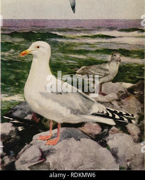 . A savoir les oiseaux . Les oiseaux. Association nationale des sociétés d'Audubon herring gull Sec page S4i. Veuillez noter que ces images sont extraites de la page numérisée des images qui peuvent avoir été retouchées numériquement pour plus de lisibilité - coloration et l'aspect de ces illustrations ne peut pas parfaitement ressembler à l'œuvre originale.. Neltje Blanchan,, 1865-1918. Garden City, N. Y. : Doubleday, Page, pour Nelson Doubleday Banque D'Images