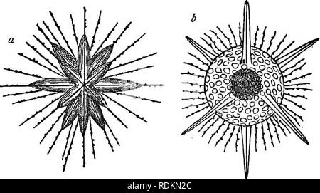 . Un manuel de zoologie à l'usage des étudiants : avec une introduction générale sur les principes de la zoologie . Zoologie. Protozoaires : RADIOLAKIA, fil CHAPITRE IV. RADIOLAKIA. Commander IV. De radiolaires existent. - L'ordre a été fondé par Miiller radiolaires existent pour inclure le Acanthomd- Polycystina, le RINA, et le Thalassicollida, à laquelle le Dr Carpenter ajoute Actinophrys et ses alliés, principalement en raison de la forme de l'pseudopodes. Ici, cependant, le terai seront employées pour désigner les trois premiers, et Actinophrys sera placé entre le Amxbea, à qui son alliance semble être plus décidé. Mos Banque D'Images