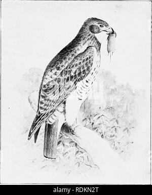 . Résultats d'une étude biologique du Mont Shasta, en Californie. Histoire naturelle ; l'histoire naturelle. 112 LA FAUNE DE L'AMÉRIQUE DU NORD. [No 16. 25. Buteo borealis calurus. L'eed ouest-queue. Ratlier conunon. Vu de temps à autre au Camp de chariot en juillet et début août, foire de Squaw Creek Camp en août et septembre, et plusieurs fois au-dessus des arbres. L'un a été observé sur le sommet de Shasta 31 juillet par W.. Osgood et E. T. Fisher. Au cours de la migration d'automne commun Shasta Talley, où Osgood a vu beaucoup de 17-20 Septembre, et j'ai vu plusieurs 29-Septembre principalement sur l'étroite bordant les prés Sh Banque D'Images