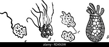 . Un manuel de zoologie à l'usage des étudiants : avec une introduction générale sur les principes de la zoologie . Zoologie. Les protozoaires : RHIZOPODA. 49 La classe Rhizopoda est divisé en cinq ordres-à savoir, les Monères, le Ammbea, les foraminifères, radiolaires existent, et l'Spongida, dont le dernier est parfois considéré comme une catégorie distincte. I. Ordre Monères.-ce nom a été proposé par certains organismes de Haeckel singulière disposition qui peut être considéré comme allié- le groupe le plus bas des Rhizopoda. Ils sont très minute dans la taille, et se distinguent par le fait que le corps est composé de structur Banque D'Images