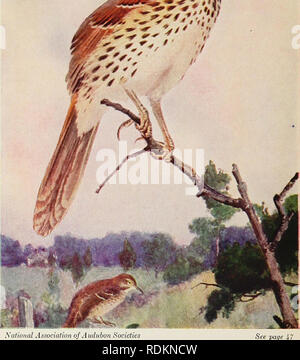 . A savoir les oiseaux . Les oiseaux. Xalional Association des sociétés d'Audubon BROWN THRASHER Voir page .. Veuillez noter que ces images sont extraites de la page numérisée des images qui peuvent avoir été retouchées numériquement pour plus de lisibilité - coloration et l'aspect de ces illustrations ne peut pas parfaitement ressembler à l'œuvre originale.. Neltje Blanchan,, 1865-1918. Garden City, N. Y. : Doubleday, Page, pour Nelson Doubleday Banque D'Images