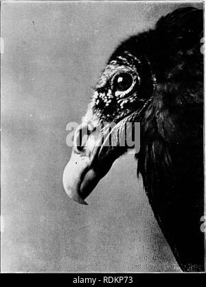 . Des chapitres sur l'histoire naturelle des États-Unis. Zoologie. '222 CHAPITRES SUR L'HISTOIRE NATURELLE Certains ont affirmé avoir vu Burroughs (Cathartes burrovianus Urubu) à l'intérieur de nos frontières, mais c'est une question d'un certain doute ; tandis que le vautour pape (Gypagus. Fig. 57. Chef de la Turquie (Cathartes aura) Vultuke S ; des profils. Partie latérale gauche ; nat. taille. À partir d'une photographie prise à partir de la vie par l'auteur. papa) a été vu en Arizona est beaucoup moins probable, comme le plumage noir et blanc de ce grand oiseau ne pouvait guère. Veuillez noter que ces images sont extraire Banque D'Images