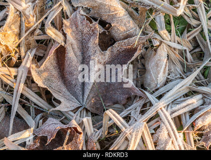 Close up de feuille d'érable gelée blanche entre les feuilles, l'herbe givrée et d'autres plantes sur le côté froid matin éclairé par la lumière du soleil Banque D'Images