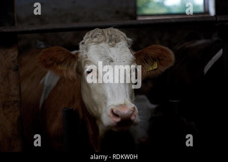 Une vache brune dans un hangar à la ferme Banque D'Images