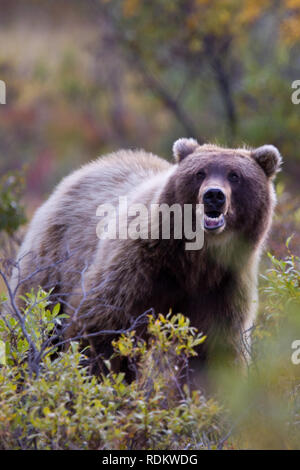 Ours brun, Ursus arctos, fourrages pour les petits fruits dans la toundra du Parc National Denali et préserver en Alaska. Banque D'Images