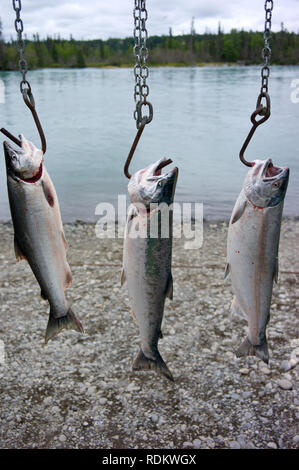 La rivière Kenai est une des plus populer de rivières pour le Coho et King, Oncorhynchus kisutch et Oncorhynchus tshawytscha, la pêche sportive en Alaska Banque D'Images