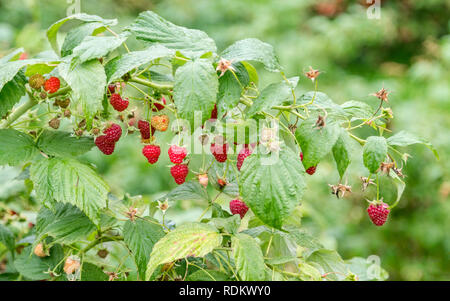 Gros plan du direction générale de framboise avec les baies mûres dans la lumière du soleil. Profondeur de champ. Copier l'espace. Les petits fruits cultivés à la maison sans pesticides. Banque D'Images