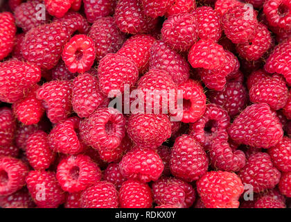 Biologiques fraîchement cueillis home grown sweet de framboises. Rouge mûre framboise fond Banque D'Images