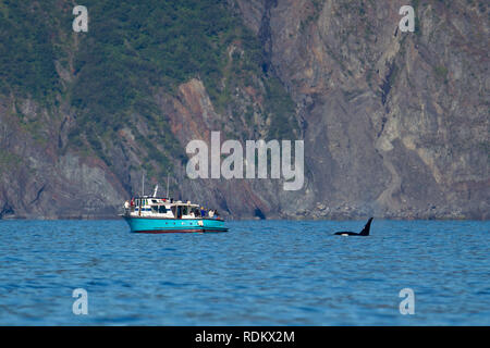 Un épaulard, ou orques, Orcinus orca, infractions près d'un bateau d'excursion dans la région de Kenai Fjords National Park, la majorité de ce qui est facilement accessible par bateau Banque D'Images