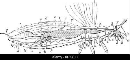 . L'histoire naturelle de Cambridge. Zoologie. CHAPTEE IV DISPOSITION DES ORGANES INTERNES DU SYSTÈME NERVEUX DES MUSCLES DE LA CHAÎNE GANGLIONNAIRE CERVEAU ORGANES DES SENS CANAL ALIMENTAIRE tubes de Malpighi • SYSTÈME TRACHÉALE RESPIRATION LA RESPIRATION DE SANG OU DE- CHYLE NAVIRE DORSALE OU CŒUR-CORPS GRAS TESTICULES GLANDES OVAIRES- parthénogenèse. L'anatomie interne d'insectes peuvent être facilement traitées sous les rubriques suivantes :-(1) système musculaire ; (2) nerveux. w -u. Fig. 63.-Diagramme de l'arrangement de certains des organes internes d'un insecte : un, la bouche ; 5, de la mandibule ; c, pharynx, oesophage ; d ; e, glandes salivaires gl Banque D'Images