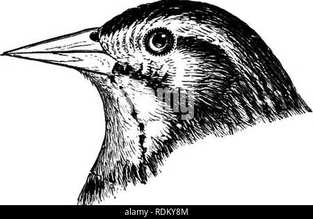 . Les oiseaux de l'Illinois et du Wisconsin. Les oiseaux ; les oiseaux. Carouge à épaulettes (mâle).. Des femmes. Le Carouge à épaulettes est une espèce abondante des rési- dent en Illinois et au Wisconsin, fréquentant les lieux de reproduction et marécageux .dans les deux états. Il arrive du sud en mars et les feuilles en octobre. La note est une voix forte chuck, tandis que sa chanson est un mélange de sons vocaux métalliques au-delà de toute description. Le nid est d'herbe sèche, construite en roseaux ou sur les branches d'arbustes et de petits arbres qui bordent les marais ou les étangs. Les oeufs sont de 3 à 5 en nombre, bleu pâle ou gris marqués et griffonné avec noir, br Banque D'Images