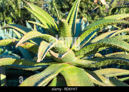 Close up of aloe plante poussant à l'extérieur Banque D'Images