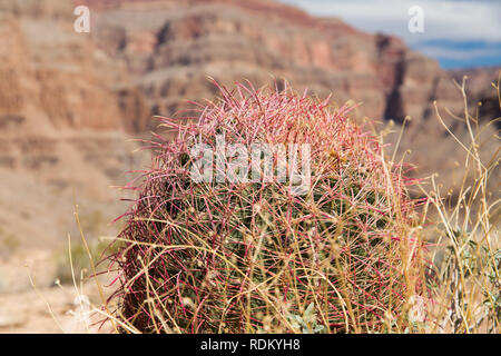 Close up of cactus baril de plus en plus grand canyon Banque D'Images