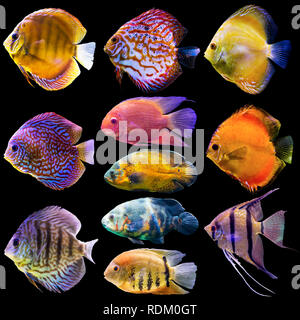 11 poissons d'aquarium. Isolé photo sur fond noir. Site web au sujet de la nature , les poissons d'aquarium, la vie dans l'océan . Banque D'Images