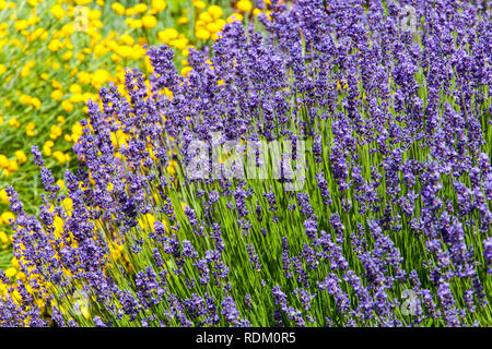 Jardin des plantes vivaces à fleurs lavande frontière Banque D'Images