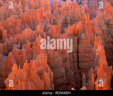 USA, Utah, le Parc National de Bryce Canyon, Sunrise light broute haut des cheminées dans le 'Silent City', à partir de près de Sunset Point. Banque D'Images