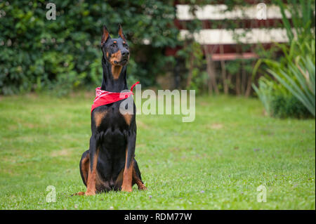 Doberman chien assis sur l'herbe verte avec l'écharpe rouge Banque D'Images