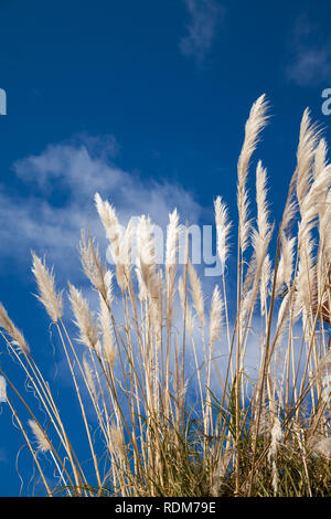 L'herbe de la Pampa grande foule against a blue sky Banque D'Images