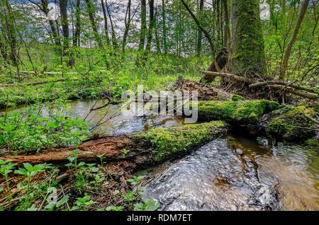 Un ruisseau dans la forêt. La frontière historique entre la Principauté de Warmie et Mazurie prussien région. Banque D'Images