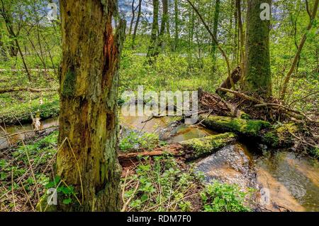 Un ruisseau dans la forêt. La frontière historique entre la Principauté de Warmie et Mazurie prussien région. Banque D'Images