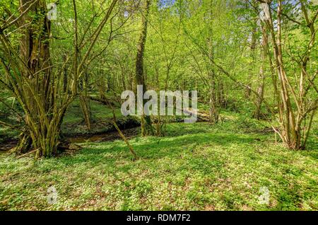 En cours d'aménagement forestier de Mazurie. La frontière historique entre la Principauté de Warmie et Mazurie prussien région. Banque D'Images