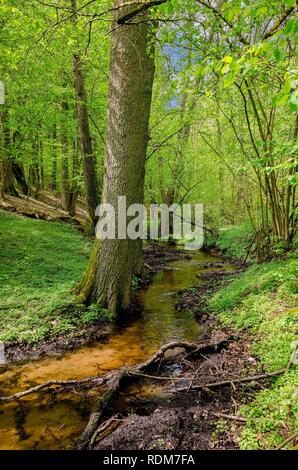 En cours d'aménagement forestier de Mazurie. La frontière historique entre la Principauté de Warmie et Mazurie prussien région. Banque D'Images