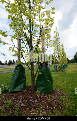 La plantation d'arbres dans la ville le long du trottoir Banque D'Images