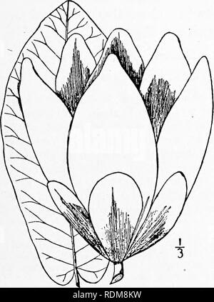 . Une flore illustrée du nord des États-Unis, le Canada et les possessions britanniques, de Terre-Neuve jusqu'au parallèle de la limite sud de la Virginie et de l'océan Atlantique à l'ouest jusqu'à la 102d méridien. La botanique, la botanique. 2. Magnolia macrophylla Michx. Grand Magnolia à feuilles. Parapluie à grandes feuilles-tree, arbre ou de concombre. Fig. 1846. Magnolia macrophylla Michx. Fl. Bor. Je suis : 327. 1803. Un arbre 20°-60° de haut, le tronc, 6'-2o' de diamètre, l'écorce gris. Les lames à feuilles pubescentes-soyeux ; feuilles oblongues ou obovales, émoussé, cordées, j°-3*° long, 8'-i4' large, glabres et vert au-dessus, les goélands à w Banque D'Images