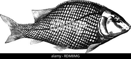 . Un guide pour l'étude des poissons. Poissons ; zoologie ; Poissons. Le 24 Ganoids pour le groupe Lepidostei nximerous ici appelé d'autres noms ont été utilisés en tout ou en partie correspondante. Rhombo- ganoidea de Gill couvre presque les mêmes groupes ; Holostei de Miiller et Hyoganoidea de Gill : l'Halecomorphi aussi Ginglymodi ; de faire face comprend le garpikes^v uniquement, tandis que theo- spondyli AspidorhynchidcE de Woodward comprend le et le garpikes.. Fig. Semionotus kapffi 14.-Fraas, restauré. Semionotidoe la famille. (Après Fraas, par Nicholson. SemionotidcB Stylodontidce) Le (sont) à corps robuste Ganoids, ha Banque D'Images