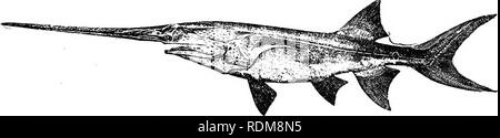 . Un guide pour l'étude des poissons. Poissons ; zoologie ; Poissons. L'Ganoids 21 utilisé pour remuer la boue dans laquelle se trouvent les organismes microscopiques sur lesquels l'alimentation des poissons. En vertu de la palette sont quatre très minute. Fig. 9.-Paddle-poisson, Polyodon spathula (Walbaum). Ohio River. barbillons correspondant à ceux de l'esturgeon. Les noms vernaculaires de la spatule blanche, duckbill cat, et la pelle-poisson sont aussi dérivé de la forme du museau. La peau est presque lisse, la queue hétérocerque est, les dents sont très petites, et un long fieshy la fiap couvre la Gill-ouverture. La très longue et mince gill-branchicténies Fig. 10.-Pad Banque D'Images