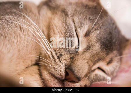Le visage endormi d'un mignon petit chat abyssin, selective focus. Banque D'Images